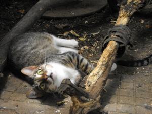 Прикачена снимка