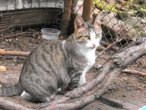 Прикачена снимка