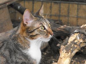 Прикачена снимка