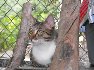 Прикачена снимка