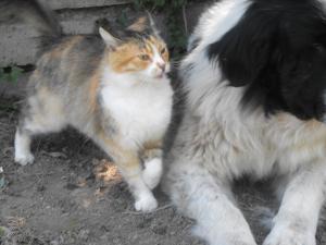 Прикачена снимка