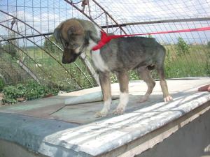 Прикачена снимка