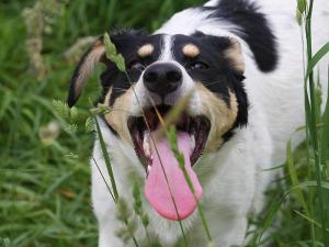 Прикачена снимка