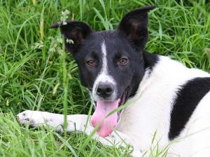 Прикачена снимка