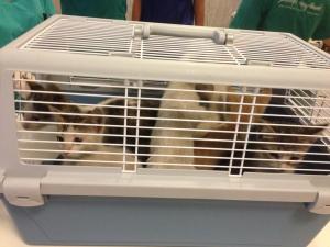 Прикачена снимка