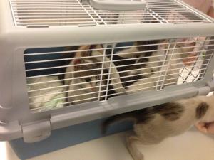 Прикачена снимка