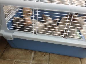 Прикачена снимка