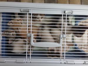 Прикачена снимка