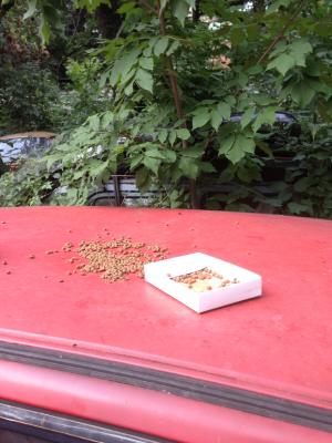 Прикачена снимка