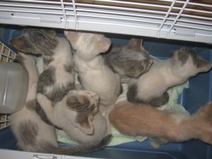 Прикачена снимка