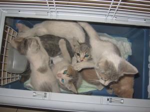 Прикачена снимка