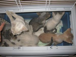 Прикачена снимка