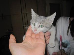 Прикачена снимка