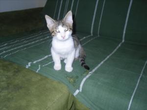 Прикачена снимка