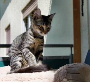 Прикачена снимка