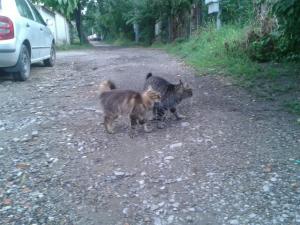 Прикачена снимка