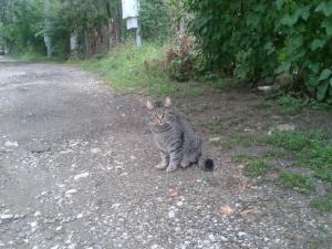 Прикачена снимка