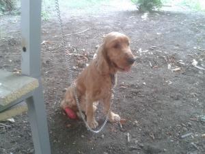 Прикачена снимка