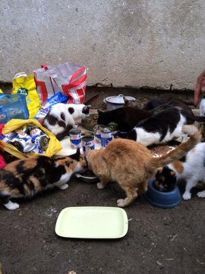 Прикачена снимка