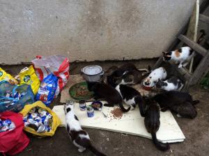 Прикачена снимка