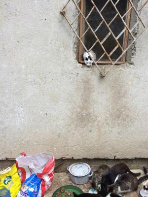 Прикачена снимка