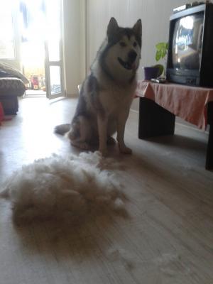 Прикачена снимка