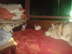 Прикачена снимка