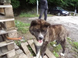 Прикачена снимка
