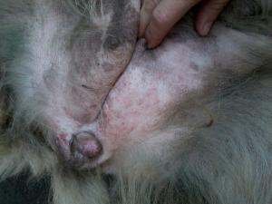 Прикачена снимка