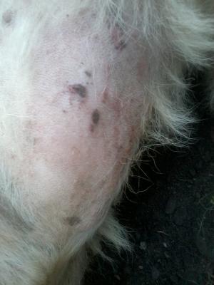 Прикачена снимка