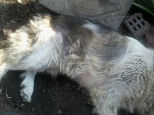 Прикачена снимка