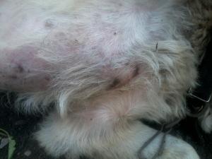 Прикачена снимка