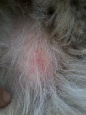 Прикачена снимка