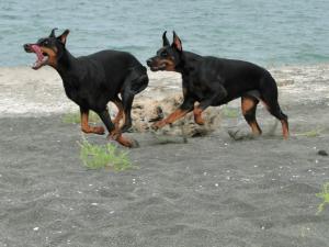 Прикачена снимка