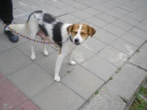 Прикачена снимка