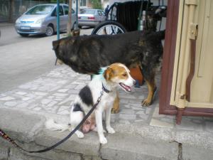 Прикачена снимка