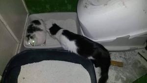 Прикачена снимка