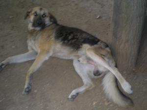 Прикачена снимка