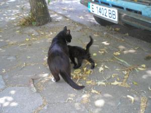 Прикачена снимка