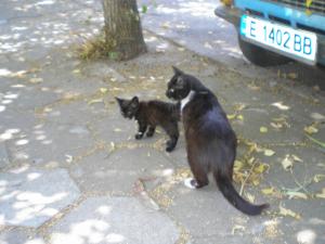 Прикачена снимка