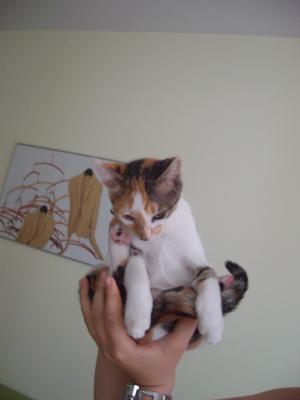 Прикачена снимка