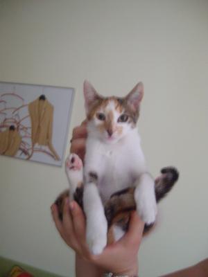 Прикачена снимка