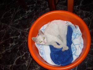 Прикачена снимка