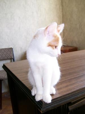 Прикачена снимка