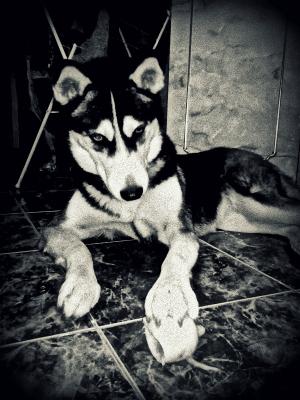 Прикачена снимка