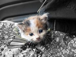 Прикачена снимка