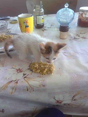 Прикачена снимка