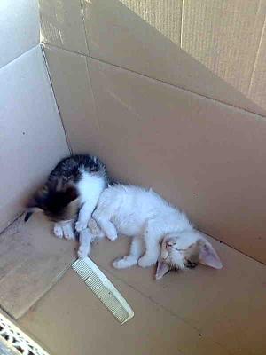 Прикачена снимка