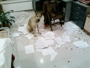 Прикачена снимка