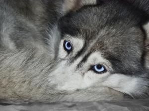 Прикачена снимка